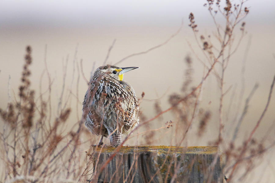 Meadow Lark On Post Photograph by Brook Burling