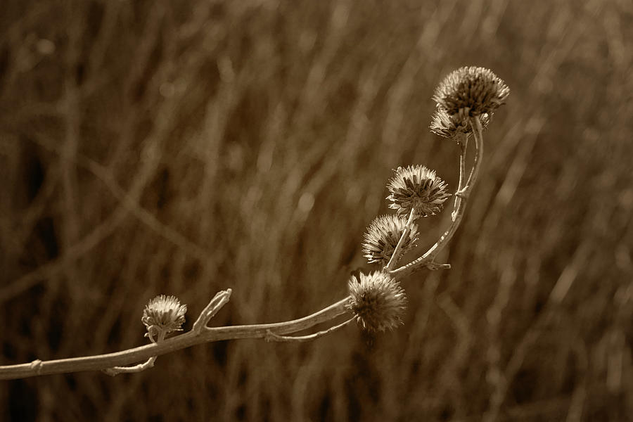 Flower Photograph - Meadow Light by Nikolyn McDonald
