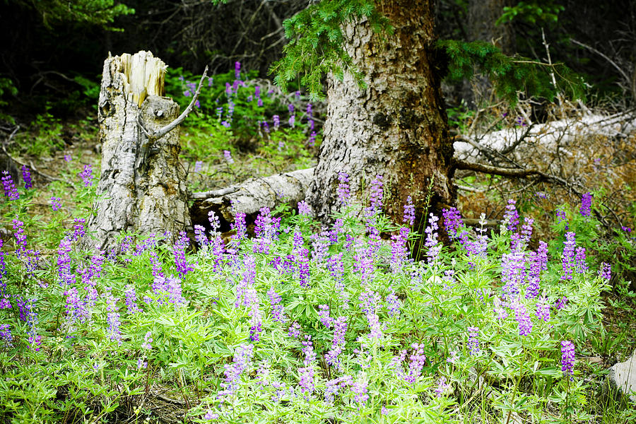 Meadow Lupine Photograph by Marilyn Hunt