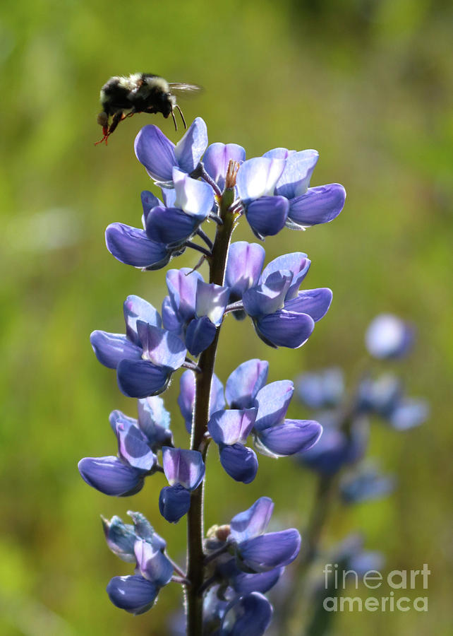 Meadow Lupine with Bee Photograph by Carol Groenen