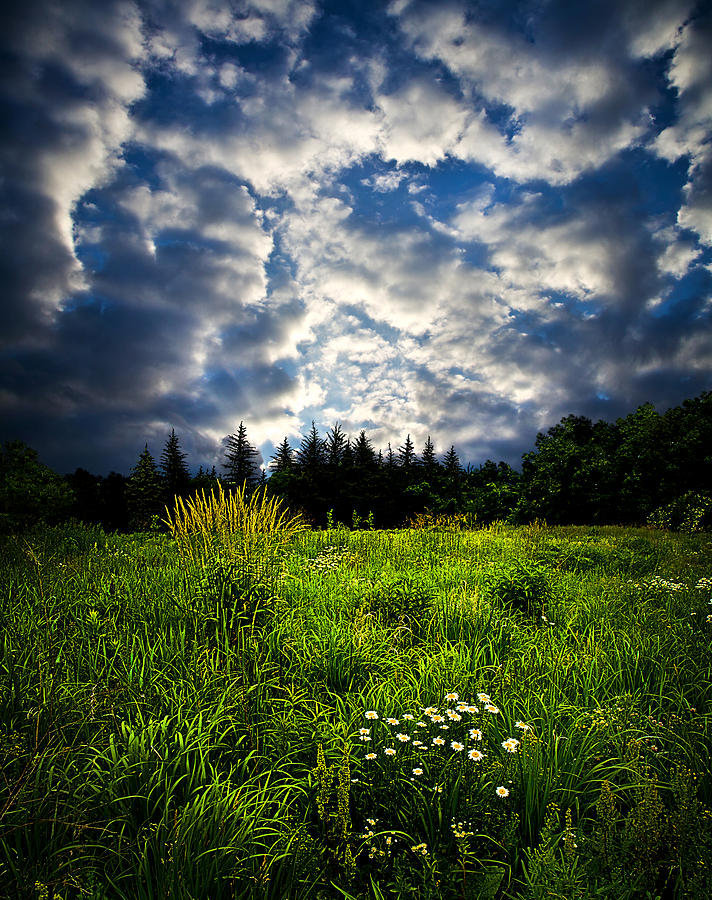 Meadow Morning Photograph by Phil Koch