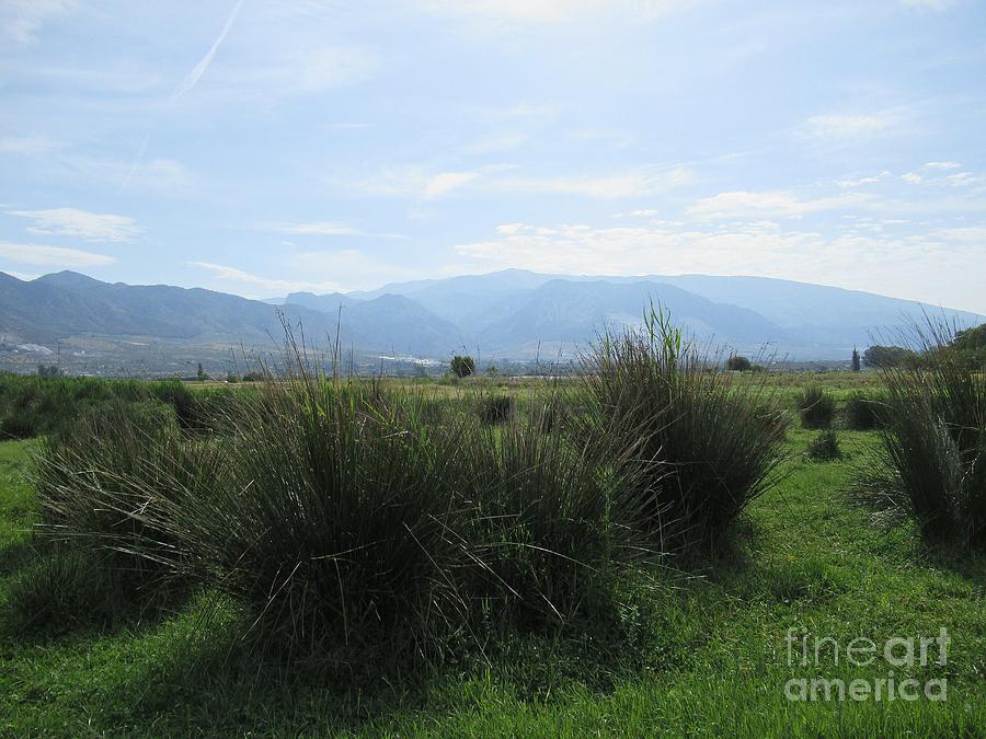 Meadow near Padul Photograph by Chani Demuijlder