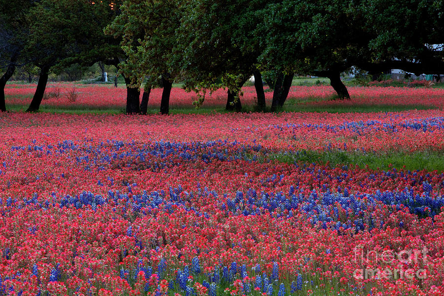 Tree Photograph - Meadow of bright red Paintbrush and Bluebonnets grow among Texas by Dan Herron