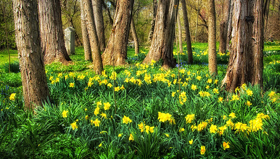 Meadow of Daffodils Photograph by Carolyn Derstine