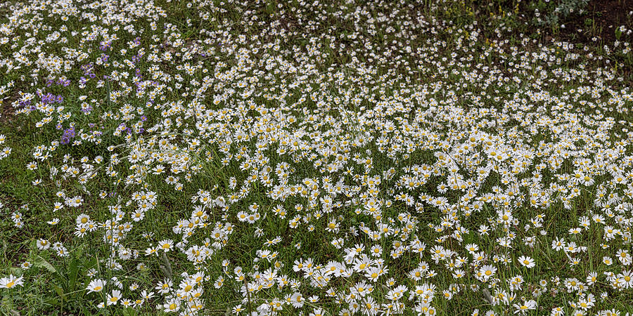 Daisy Photograph - Meadow Of Daises Wildflowers Panorama by James BO Insogna