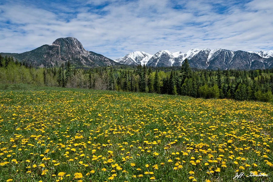 Meadow of Dandelions in the San Juan Mountains Photograph by Jeff Goulden