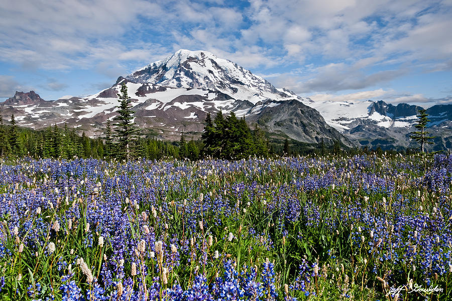 Meadow of Lupine Near Mount Rainier Photograph by Jeff Goulden