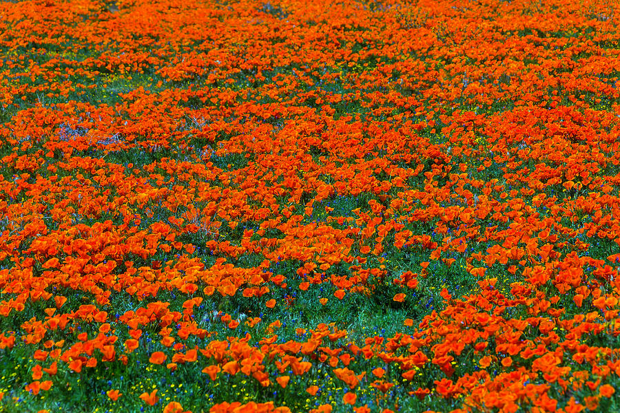 Meadow Of Poppies Photograph by Garry Gay