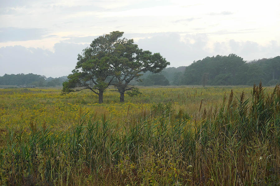 Meadow of Seaside Goldenrod Photograph by Captain Debbie Ritter