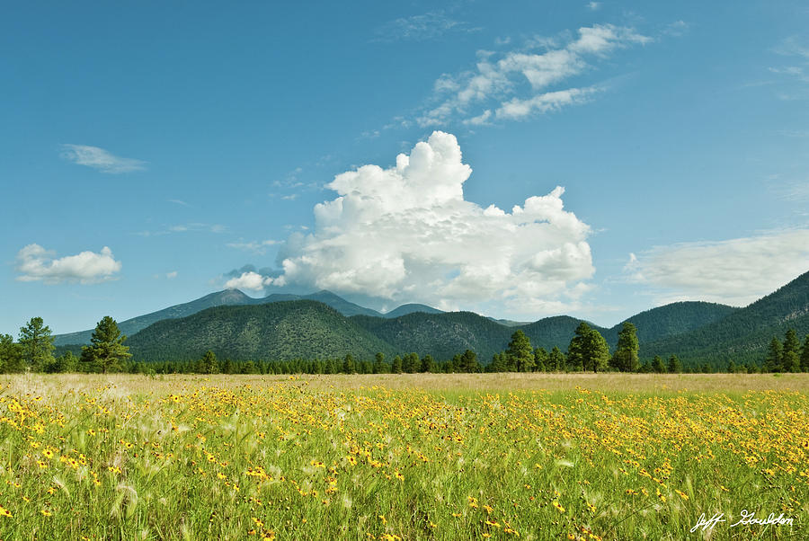 Meadow of Sunflowers and the San Francisco Peaks Photograph by Jeff Goulden