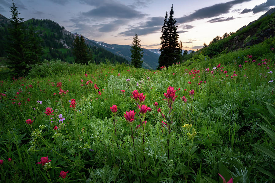 Meadow of Wildflowers in the Wasatch Photograph by James Udall
