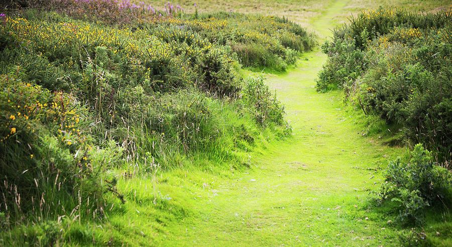 Flower Photograph - Meadow Path by Svetlana Sewell