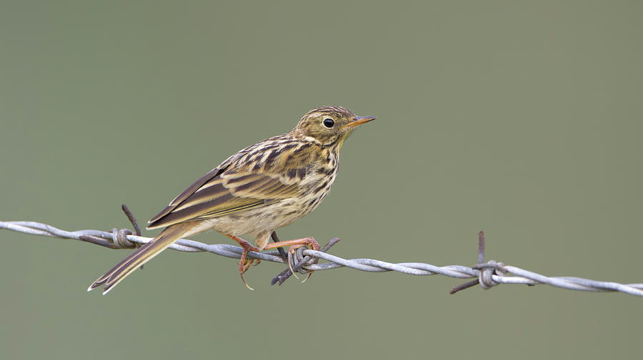 Meadow Pipit Photograph by Pete Walkden