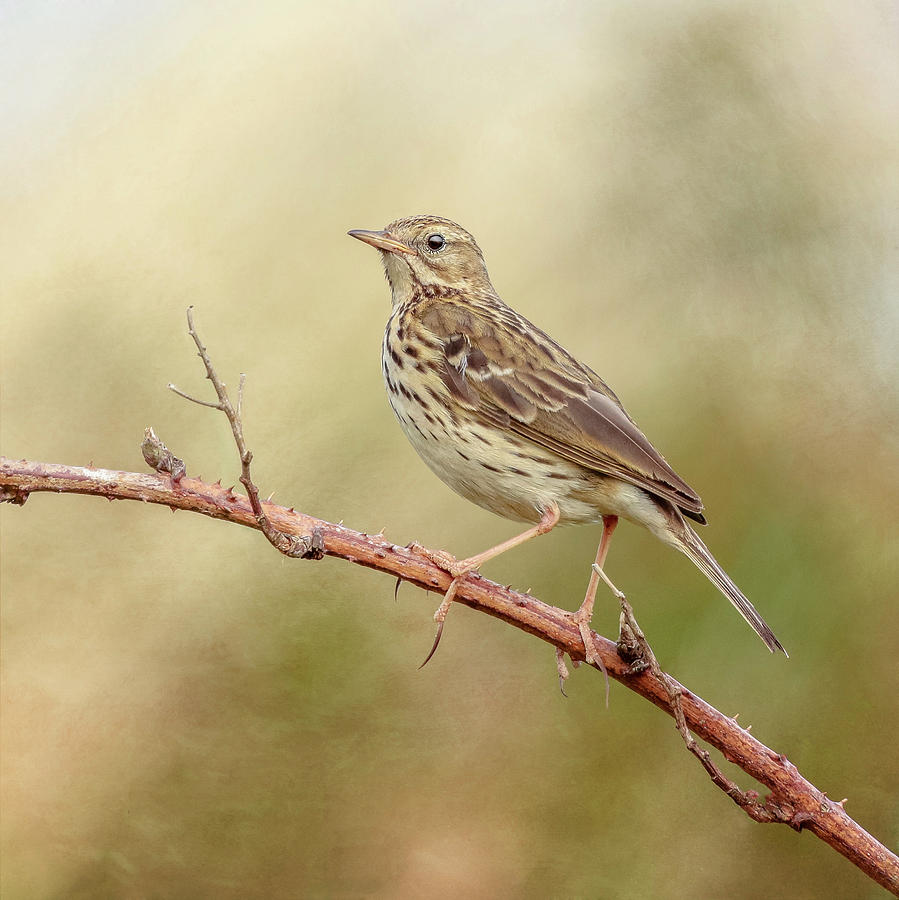 Bird Photograph - Meadow Pipit by Roy McPeak