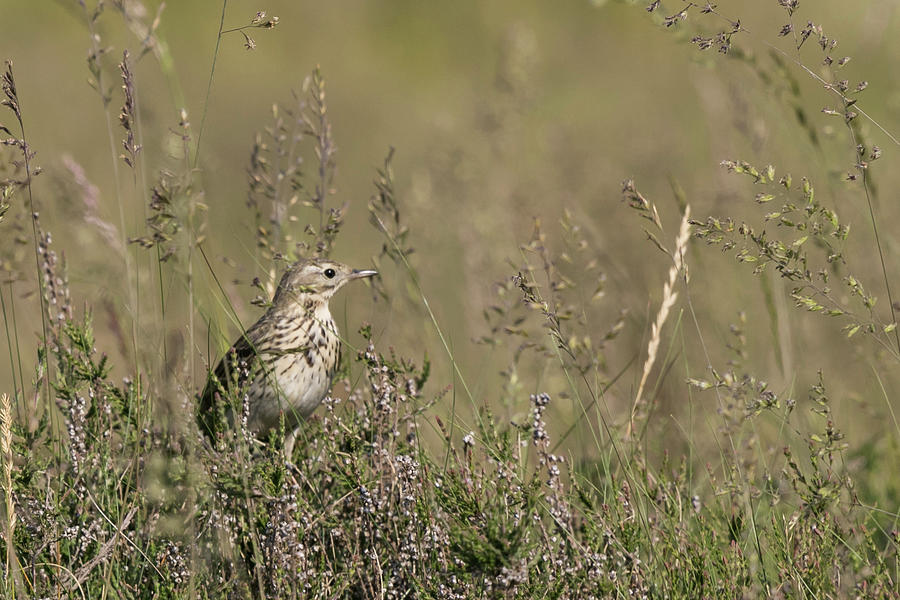 Meadow Pipit Photograph by Wendy Cooper