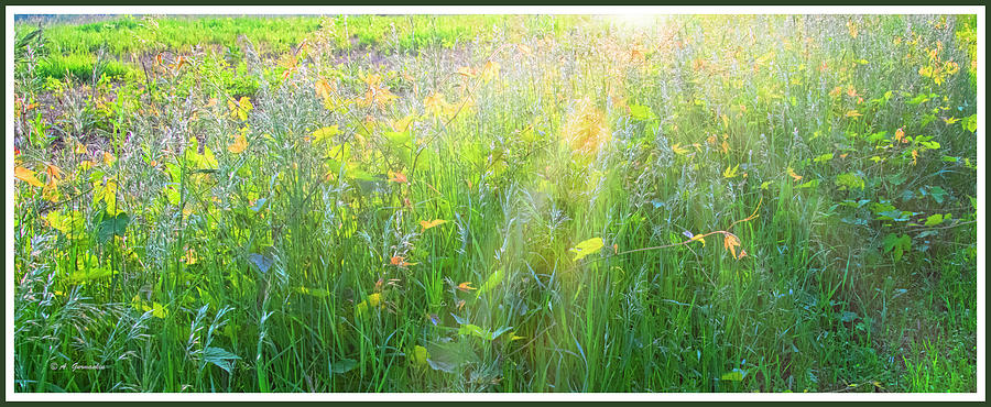 Meadow Plant Life at the Onset of Dusk Digital Art by A Macarthur Gurmankin