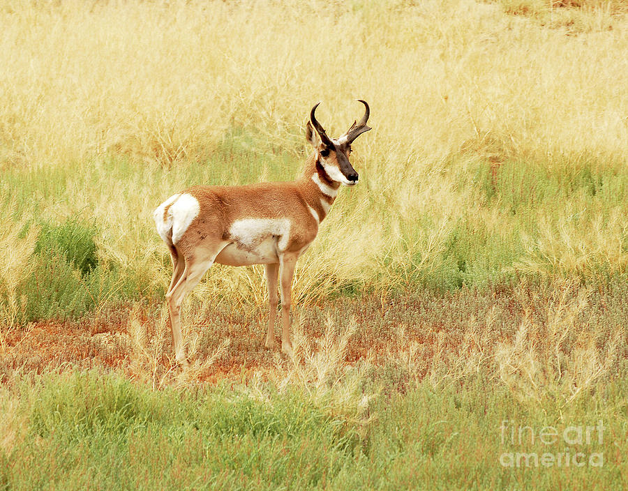 Wildlife Photograph - Meadow Pronghorn by Dennis Hammer