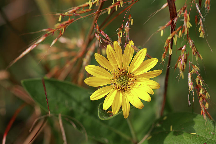 Heliopsis Photograph by Gary Yost