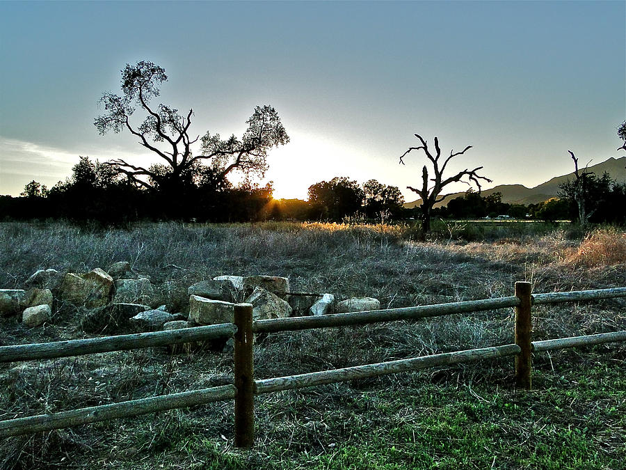 Meadow Sun Photograph by Liz Vernand
