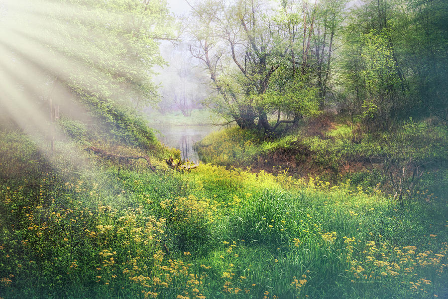 Spring Photograph - Meadow Sunlight Through the Trees by Debra and Dave Vanderlaan