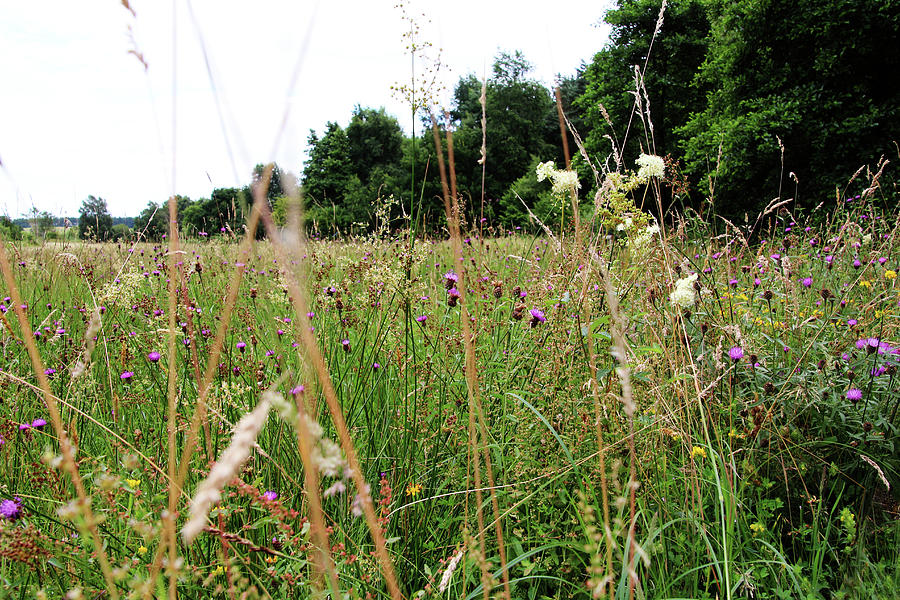 Meadow Photograph by Tom Conway
