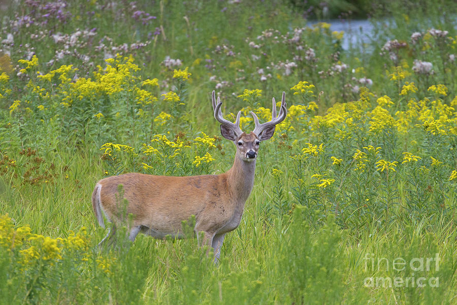 Deer Photograph - Meadow Velvet by Douglas Kikendall