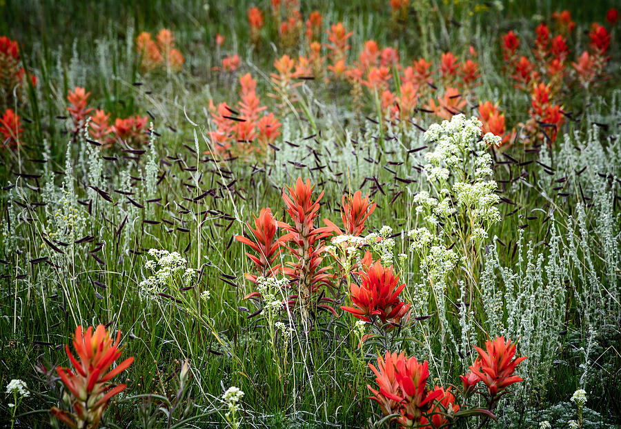 Flower Photograph - Meadow Wildflowers by The Forests Edge Photography - Diane Sandoval