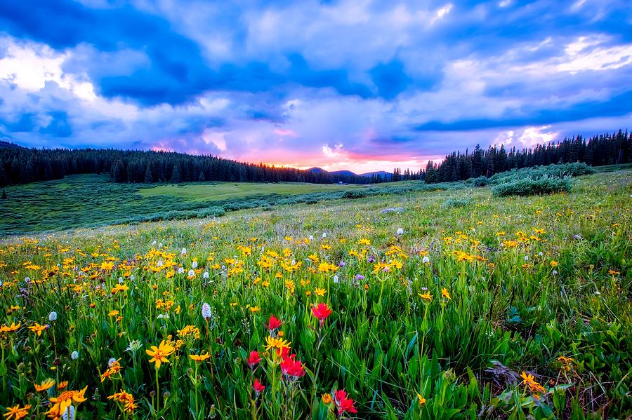 Meadow Wildflowers Photograph by Mountain Dreams