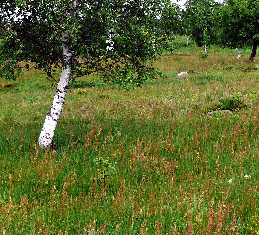 Meadow with Birch Trees Photograph by Valerie Ornstein