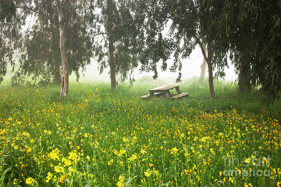 Meadow With Picnic Bench Photograph by Inga Spence