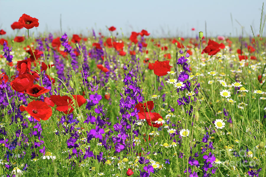 Meadow With Wild Flowers Spring Scene by Goce Risteski