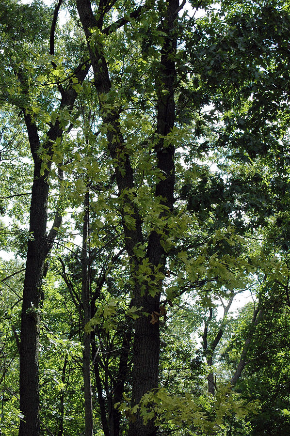 Meadowbrook Woods Photograph by Lisa Wesley Fine Art America