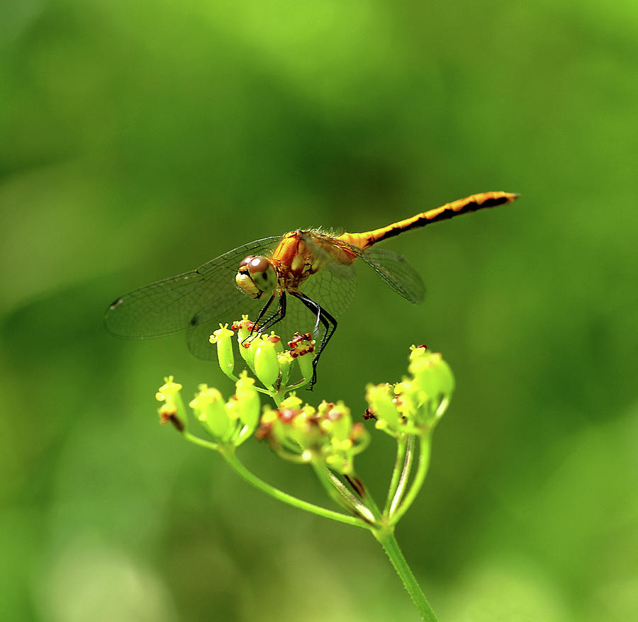Dragonfly Photograph - Meadowhawk by Bill Morgenstern