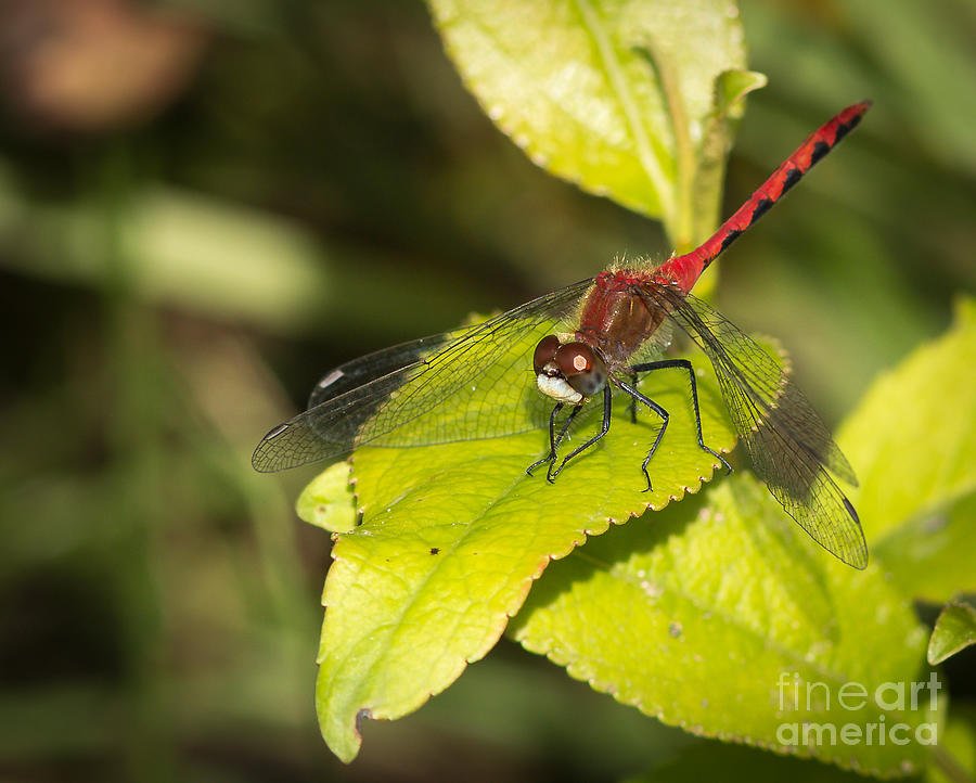 Summer Photograph - Meadowhawk by Donna Crider