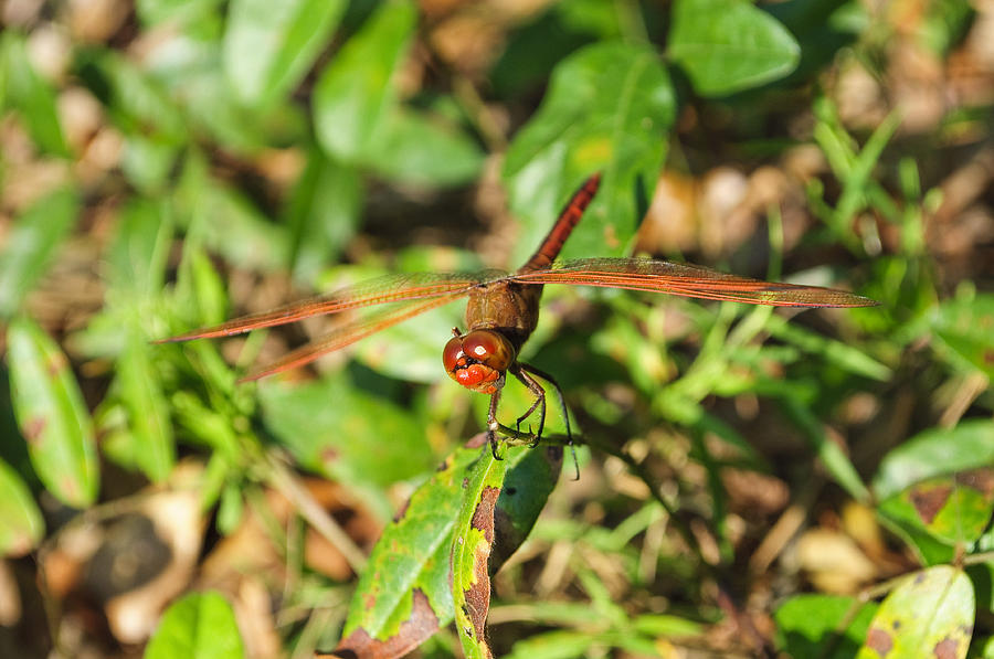 Meadowhawk Dragonfly Photograph by Kenneth Albin