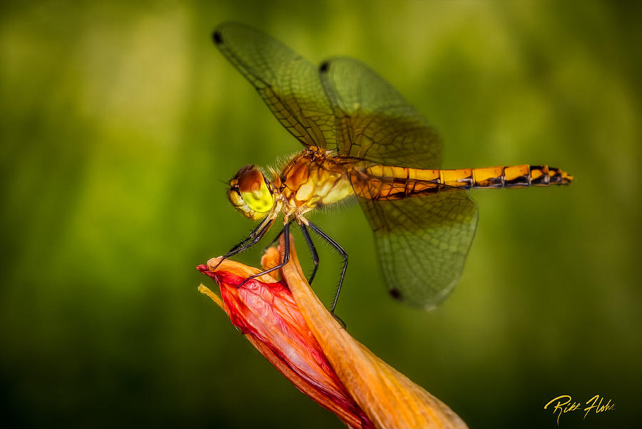 Meadowhawk in the late afternoon. Photograph by Rikk Flohr