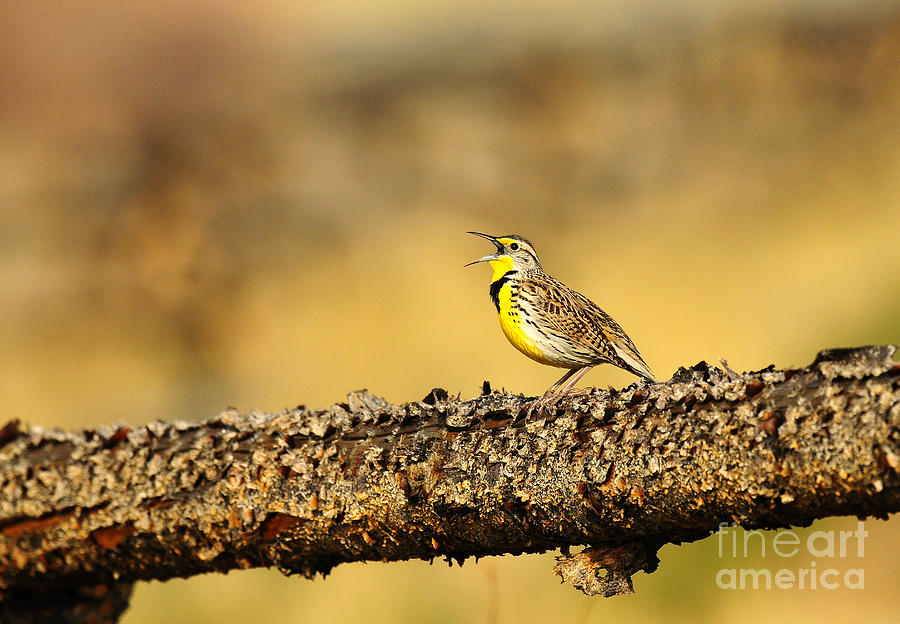 Meadowlark  Photograph by Dennis Hammer