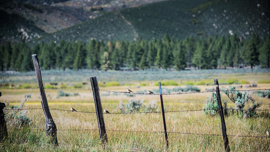 Meadowlark Fence Photograph by David Downs