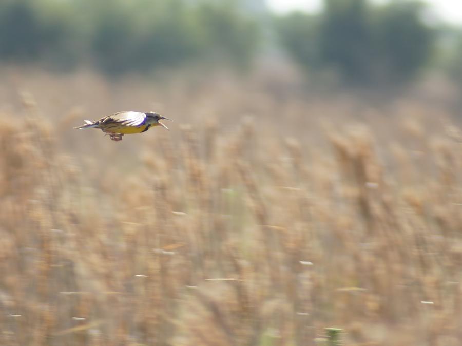 Meadowlark Flying Photograph by Lynda Dawson-Youngclaus