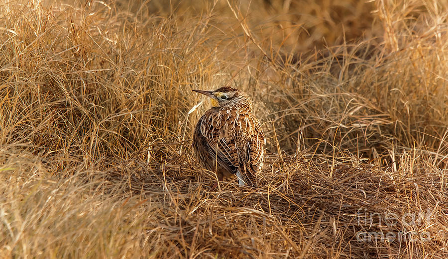 Meadowlark Hiding In Grass Photograph by Robert Frederick