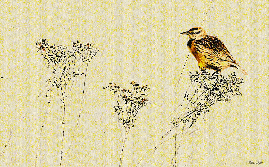 Meadowlark Photograph - Meadowlark in Kansas Prairie 1 by Anna Louise