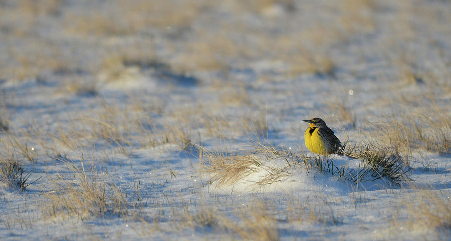 Meadowlark in Snow Photograph by Whispering Peaks Photography