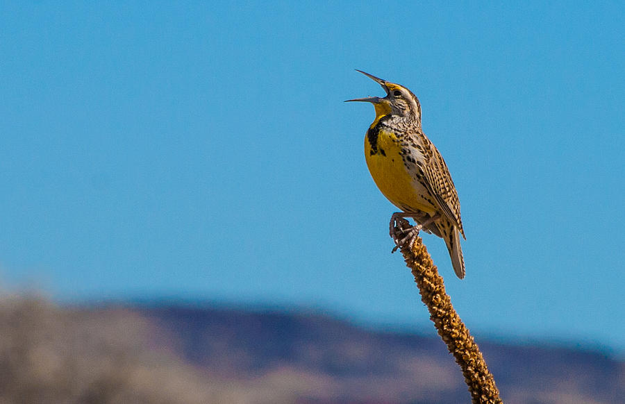 Meadowlark In Spring Photograph by Mindy Musick King