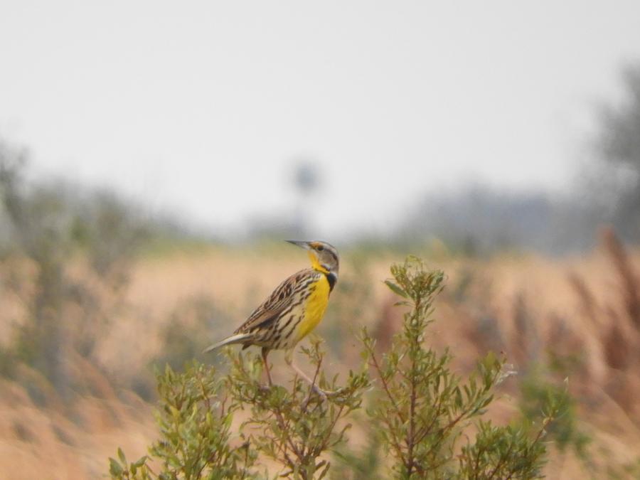 Meadowlark Photograph - Meadowlark No Lemon by Red Cross Meadowlark Photograph - Meadowlark No Lemon by Red Cross