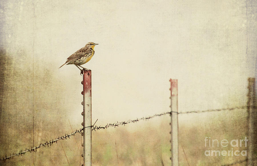Meadowlark on a Post Photograph by Pam  Holdsworth