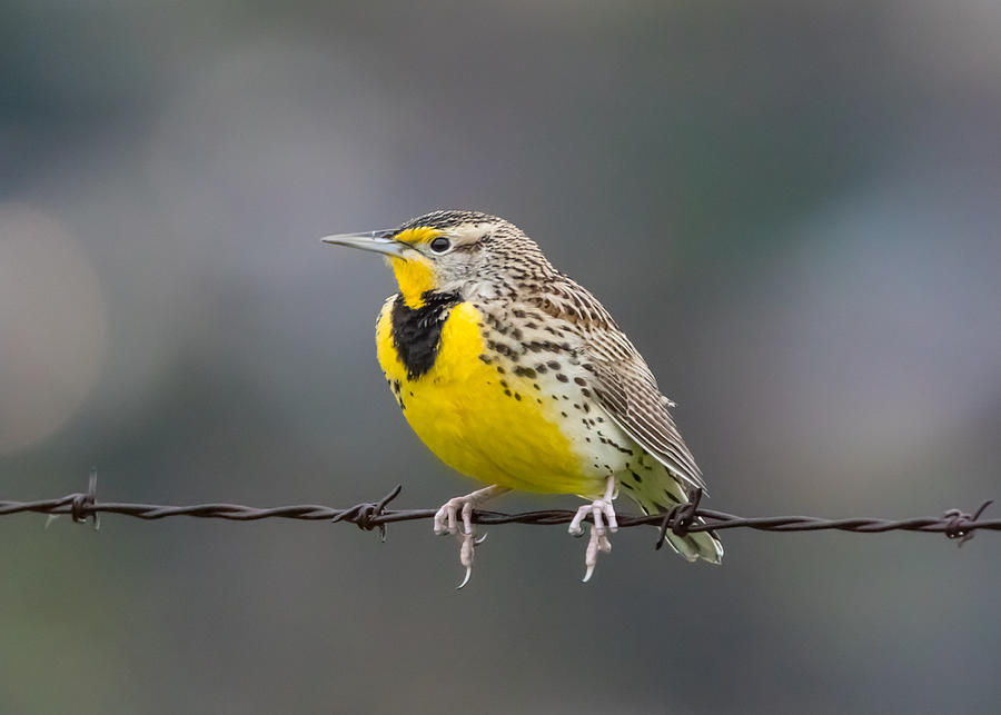 Meadowlark on Barbed Wire Photograph by Marc Crumpler