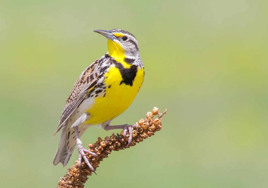 Meadowlark Perched on a Weed Photograph by Lowell Monke