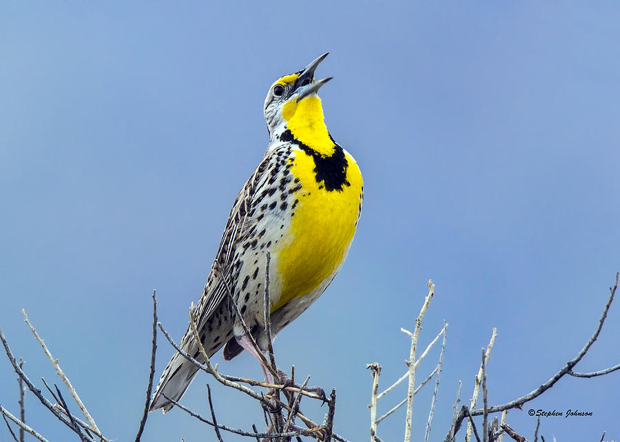 Meadowlark Singing at Chatfield State Park Photograph by Stephen Johnson