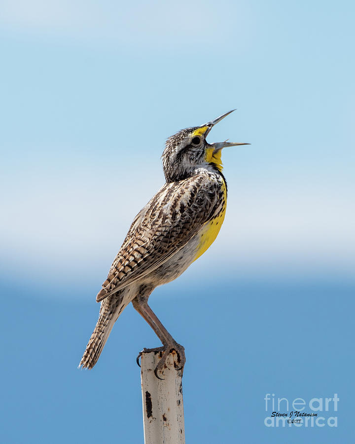 Meadowlark Singing Photograph by Steven Natanson