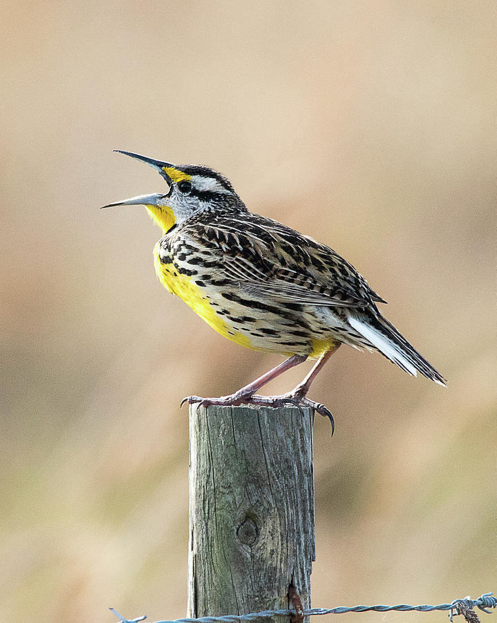 Meadowlark Song Photograph by Susan Petracco - Fine Art America